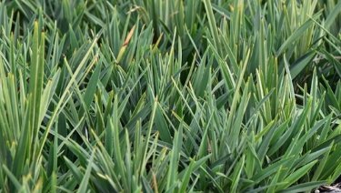 Little Rev Flax Lily (Dianella revoluta 'DR5000') - Bird of ParadiseUSA - Small 9-11"