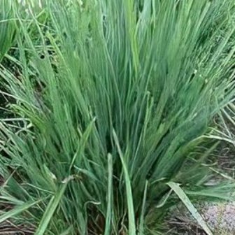 Little Rev Flax Lily (Dianella revoluta 'DR5000') - Bird of ParadiseUSA - Small 9-11"