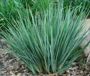 Little Rev Flax Lily (Dianella revoluta 'DR5000') - Bird of ParadiseUSA - Small 9-11"