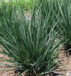 Little Rev Flax Lily (Dianella revoluta 'DR5000') - Bird of ParadiseUSA - Small 9-11"