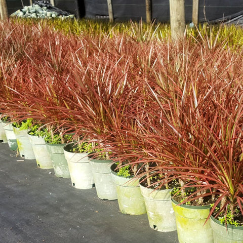 Madagascar Dragon Tree (Dracaena Marginata 'Colorama') - Bird of ParadiseUSA - 3 Gallon