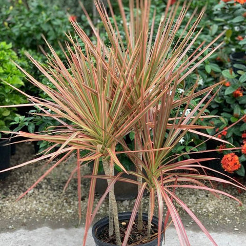 Madagascar Dragon Tree (Dracaena Marginata 'Colorama') - Bird of ParadiseUSA - 3 Gallon