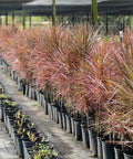 Madagascar Dragon Tree (Dracaena Marginata 'Magenta') - Bird of ParadiseUSA - 2-3 feet