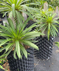 Madagascar Palm (Pachypodium Lamerei) - Bird of Paradise USA - Medium