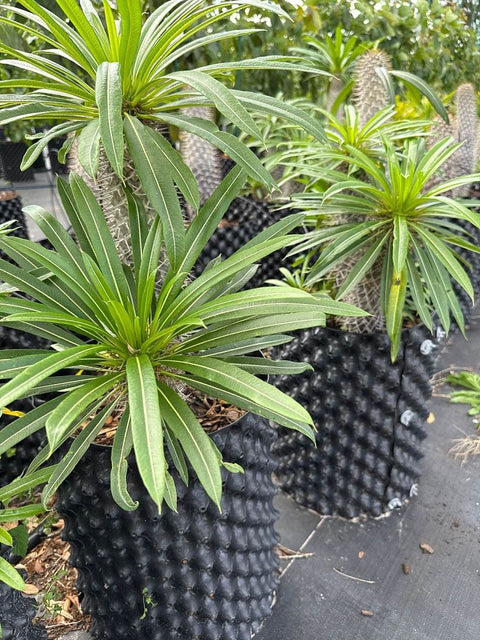 Madagascar Palm (Pachypodium Lamerei) - Bird of Paradise USA - Medium