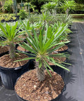 Madagascar Palm (Pachypodium Lamerei) - Bird of Paradise USA - Medium
