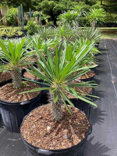 Madagascar Palm (Pachypodium Lamerei) - Bird of Paradise USA - Medium
