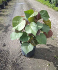 Mahoe (Hibiscus tiliaceus) - Bird of Paradise USA - 3 Gallon