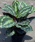 Medallion Prayer Plant (Calathea Medallion) - Bird of ParadiseUSA - 3 Gallon
