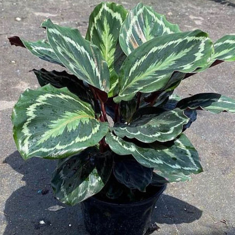 Medallion Prayer Plant (Calathea Medallion) - Bird of ParadiseUSA - 3 Gallon