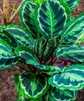 Medallion Prayer Plant (Calathea Medallion) - Bird of ParadiseUSA - 3 Gallon