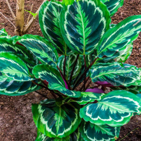 Medallion Prayer Plant (Calathea Medallion) - Bird of ParadiseUSA - 3 Gallon