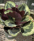 Medallion Prayer Plant (Calathea Medallion) - Bird of ParadiseUSA - 3 Gallon