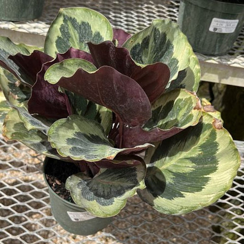 Medallion Prayer Plant (Calathea Medallion) - Bird of ParadiseUSA - 3 Gallon