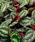 Medallion Prayer Plant (Calathea Medallion) - Bird of ParadiseUSA - 3 Gallon