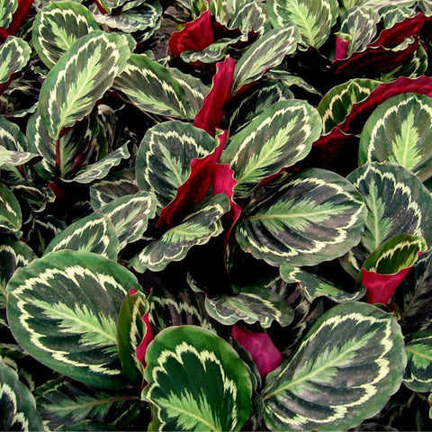 Medallion Prayer Plant (Calathea Medallion) - Bird of ParadiseUSA - 3 Gallon