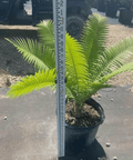 Mexican Cycad (Dioon spinulosum) - Bird of Paradise USA - 3 Gallon