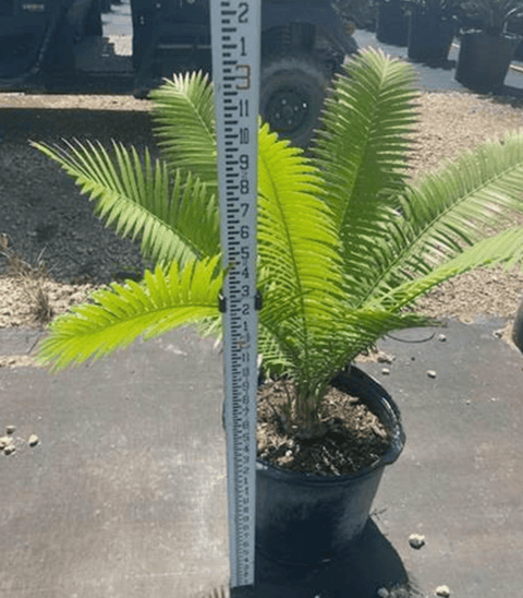 Mexican Cycad (Dioon spinulosum) - Bird of Paradise USA - 3 Gallon