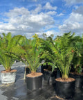 Mexican Cycad (Dioon spinulosum) - Bird of ParadiseUSA - 7 Gallon