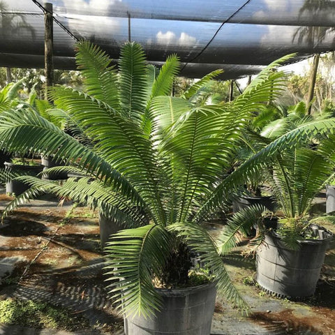 Mexican Cycad (Dioon spinulosum) - Bird of ParadiseUSA - 7 Gallon