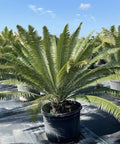 Mexican Cycad (Dioon spinulosum) - Bird of ParadiseUSA - 7 Gallon