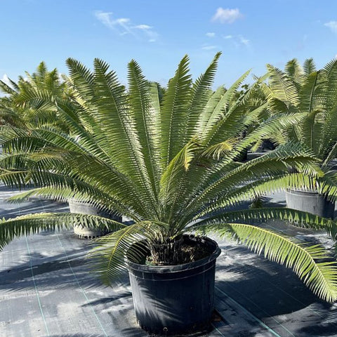 Mexican Cycad (Dioon spinulosum) - Bird of ParadiseUSA - 7 Gallon