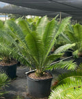 Mexican Cycad (Dioon spinulosum) - Bird of ParadiseUSA - 7 Gallon