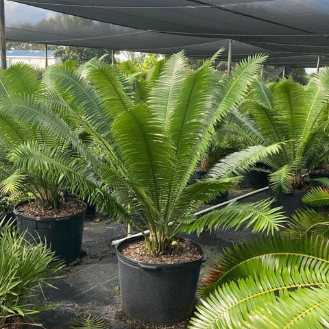 Mexican Cycad (Dioon spinulosum) - Bird of ParadiseUSA - 7 Gallon