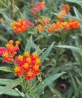 Milkweed Red (Asclepias Curassavica) - Bird of ParadiseUSA - 1 gallon