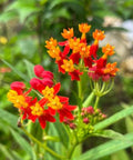 Milkweed Red (Asclepias Curassavica) - Bird of ParadiseUSA - 3 gallon