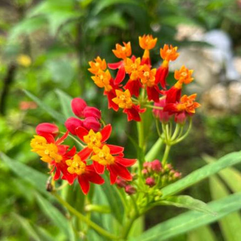 Milkweed Red (Asclepias Curassavica) - Bird of ParadiseUSA - 3 gallon
