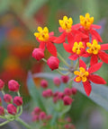Milkweed Red (Asclepias Curassavica) - Bird of ParadiseUSA - 3 gallon