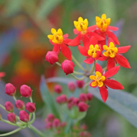 Milkweed Red (Asclepias Curassavica) - Bird of ParadiseUSA - 3 gallon