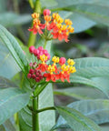 Milkweed Red (Asclepias Curassavica) - Bird of ParadiseUSA - 3 gallon