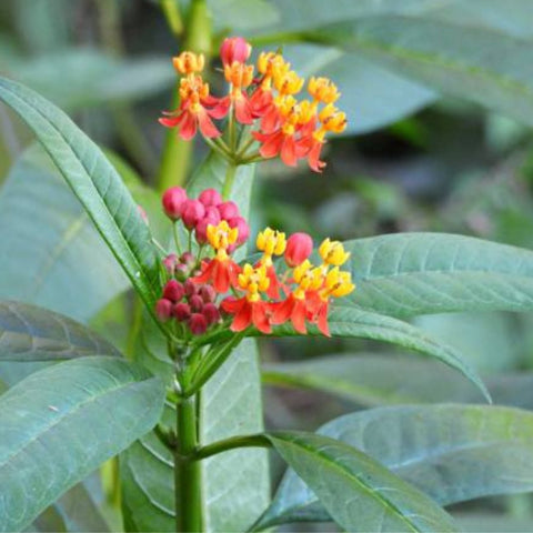 Milkweed Red (Asclepias Curassavica) - Bird of ParadiseUSA - 3 gallon