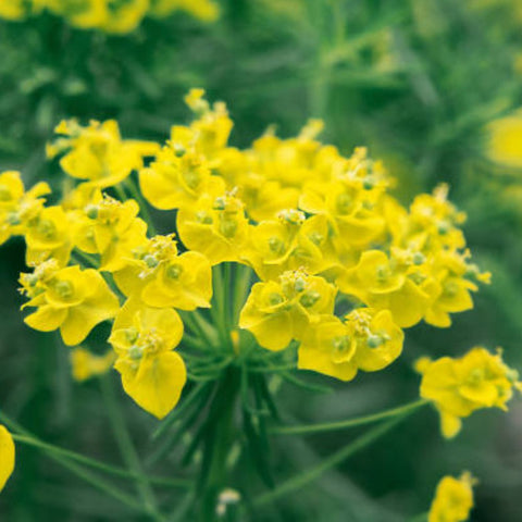 Milkweed Yellow (Asclepias curassavica) - Bird of ParadiseUSA - Small 6-8"