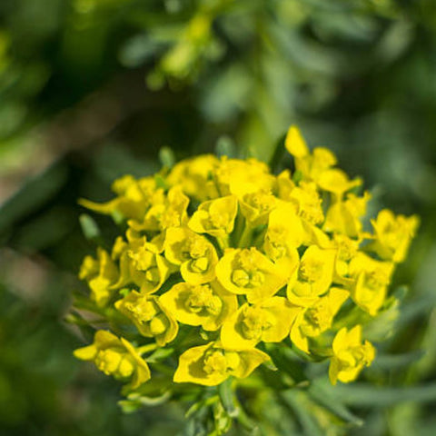 Milkweed Yellow (Asclepias curassavica) - Bird of ParadiseUSA - Small 6-8"