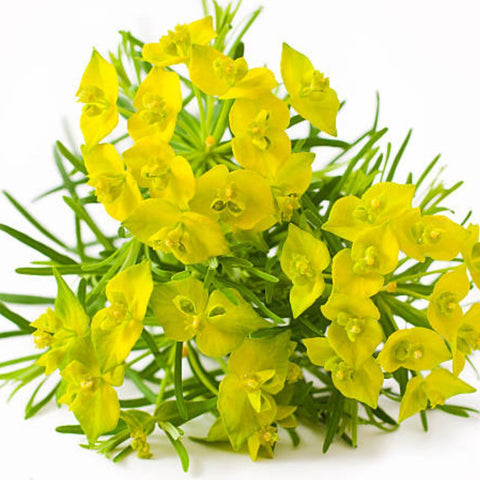 Milkweed Yellow (Asclepias curassavica) - Bird of ParadiseUSA - Small 6-8"