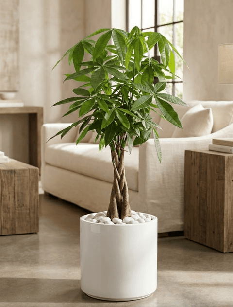 money tree federal way Money Tree for Sale