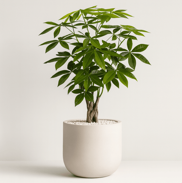money tree hawaii Money Tree for Sale