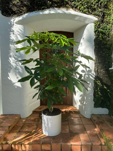 money tree outside florida Money Tree (Pachira aquatica)