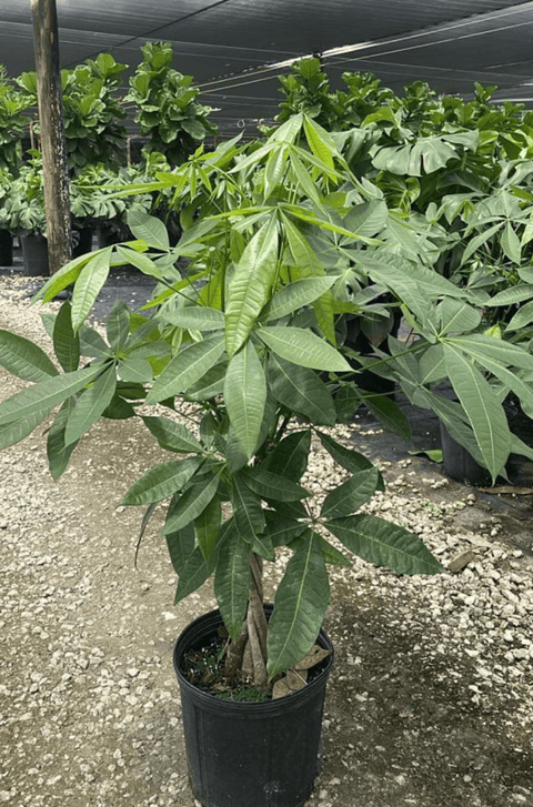 money tree pen Money Tree for Sale