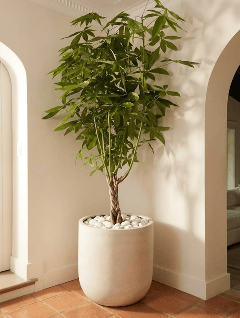 money tree midway Money Tree for Sale
