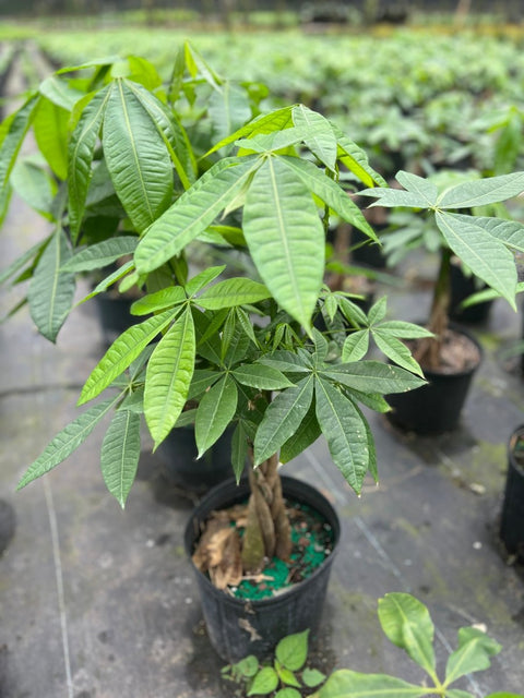 money tree plant florida Money Tree for Sale