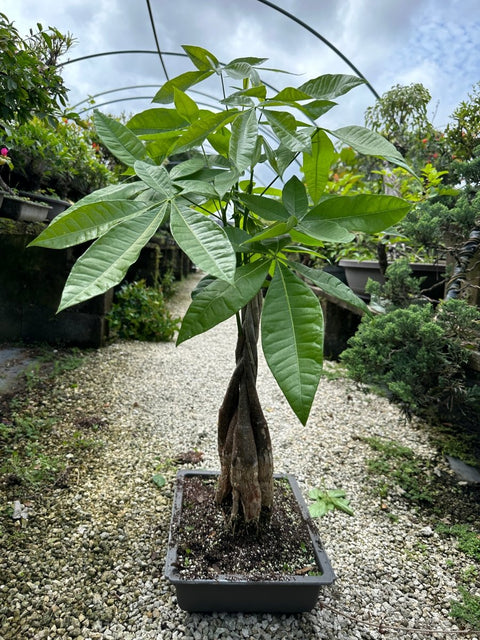 money tree on 120th Money Tree for Sale