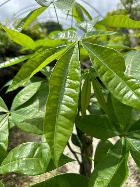 money tree native habitat Money Tree (Pachira aquatica)