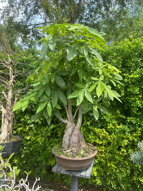 pachira money tree outdoor Money Tree (Pachira aquatica)