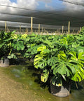 Monstera Deliciosa (Swiss Cheese) - Plantology USA - Golden Monstera