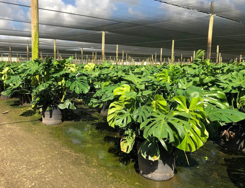 Monstera Deliciosa (Swiss Cheese) - Plantology USA - Golden Monstera