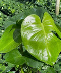 Monstera Deliciosa (Swiss Cheese) - Plantology USA - Small (1 Gallon)
